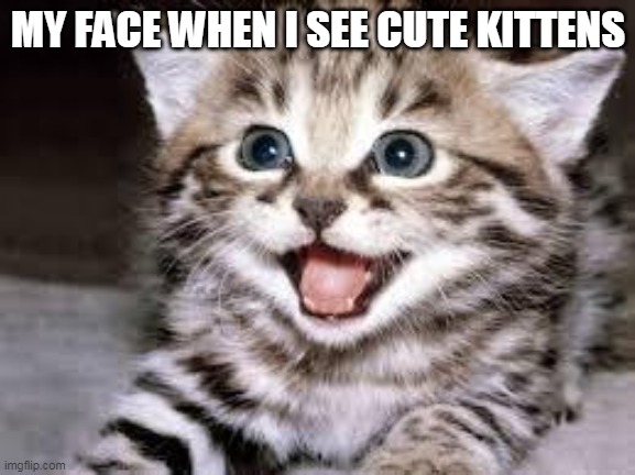 Happy Kitten happy me | MY FACE WHEN I SEE CUTE KITTENS | image tagged in happy cat,kitten,memes,face | made w/ Imgflip meme maker