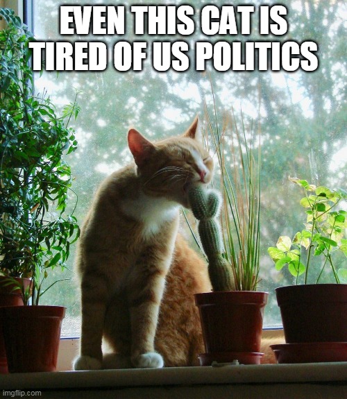 Fed up cat | EVEN THIS CAT IS TIRED OF US POLITICS | image tagged in cat eats cactus,memes,cat,politics,usa | made w/ Imgflip meme maker