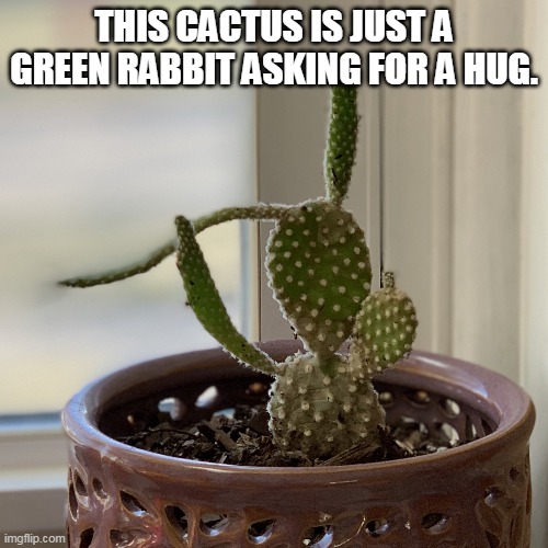 Lonely cactus | THIS CACTUS IS JUST A GREEN RABBIT ASKING FOR A HUG. | image tagged in cactus,memes,hug,bunny | made w/ Imgflip meme maker