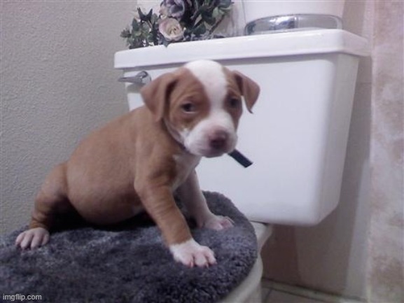 My dog sitting on the toilet | image tagged in dogs | made w/ Imgflip meme maker