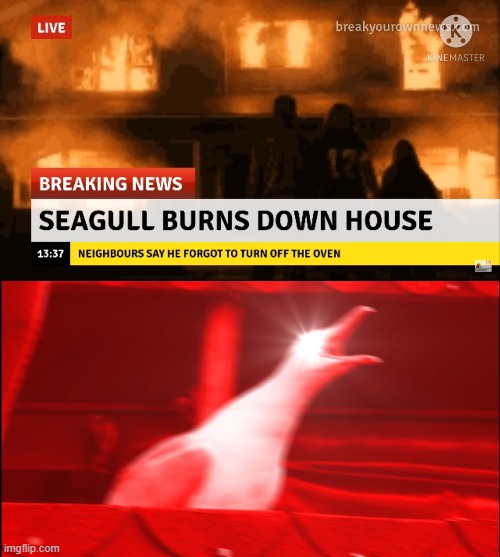 Based Off Of a Video Courtesy of DJ.Corviknight | image tagged in memes,inhaling seagull,breaking news,burning,house,seagull | made w/ Imgflip meme maker