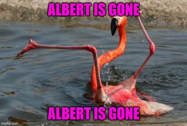 Flamingo Fail | ALBERT IS GONE ALBERT IS GONE | image tagged in flamingo fail | made w/ Imgflip meme maker