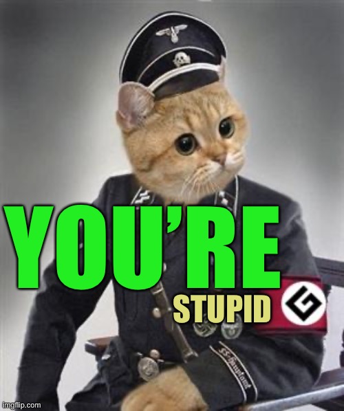 Grammar Nazi Cat | YOU’RE STUPID | image tagged in grammar nazi cat | made w/ Imgflip meme maker