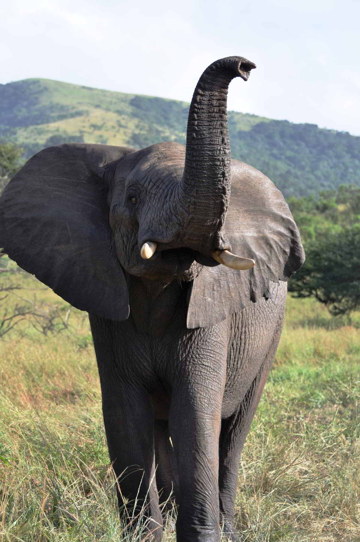 Elephant trunk Blank Meme Template