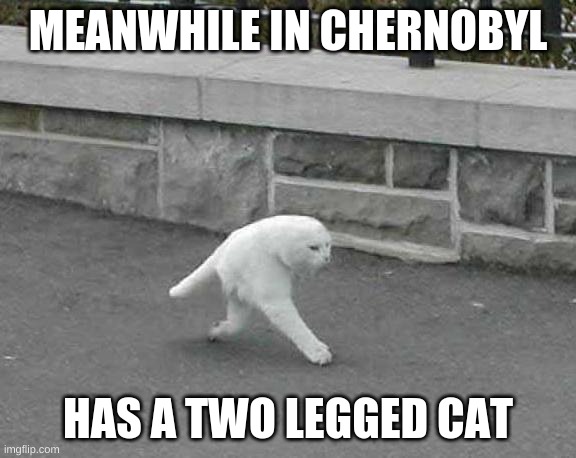 Chernobyl meme | MEANWHILE IN CHERNOBYL; HAS A TWO LEGGED CAT | image tagged in memes | made w/ Imgflip meme maker