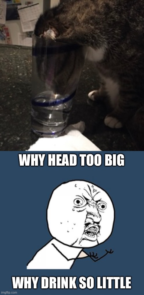 So close yet so far | WHY HEAD TOO BIG; WHY DRINK SO LITTLE | image tagged in y u no,cats,cat meme,cat memes,lolcats,wholesome | made w/ Imgflip meme maker