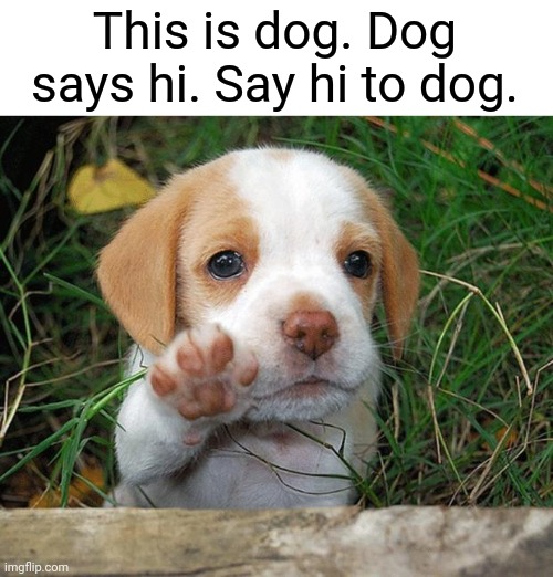 You may never see him again | This is dog. Dog says hi. Say hi to dog. | image tagged in dog puppy bye,dogs | made w/ Imgflip meme maker