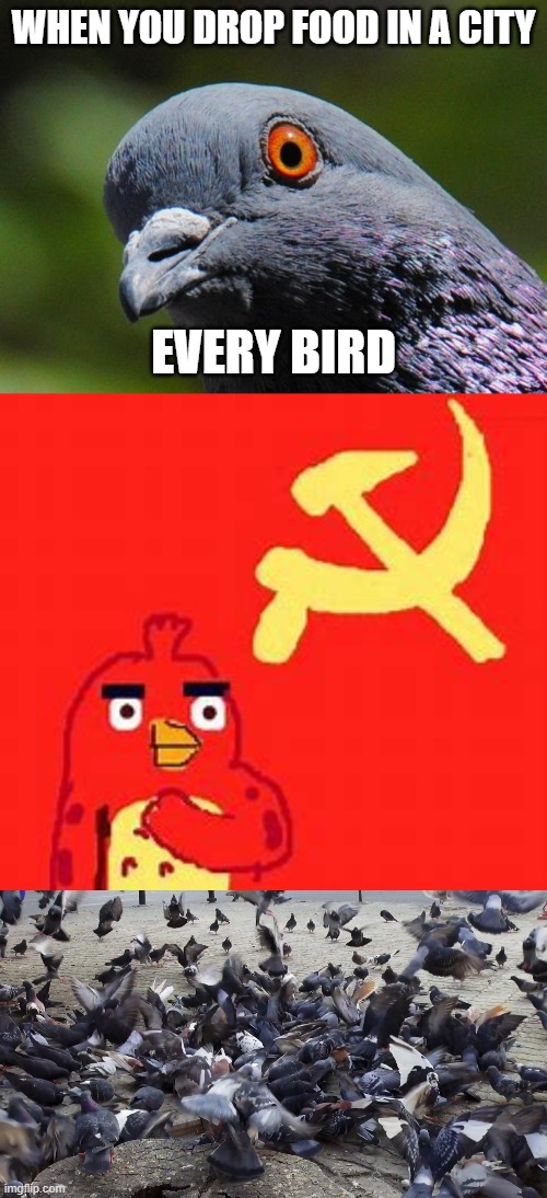 Commonest birds | WHEN YOU DROP FOOD IN A CITY; EVERY BIRD | image tagged in pigeon,commonest birds,political meme,hehehe,lol,idk | made w/ Imgflip meme maker
