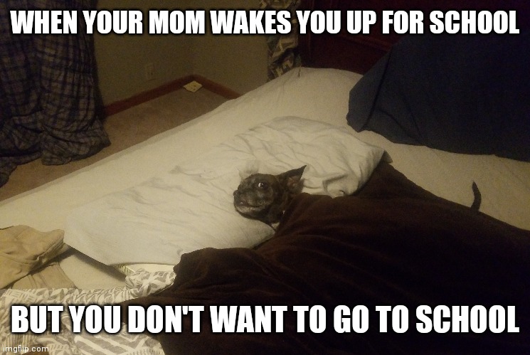 I don't want to go to achool | WHEN YOUR MOM WAKES YOU UP FOR SCHOOL; BUT YOU DON'T WANT TO GO TO SCHOOL | image tagged in fun,dogs pets funny | made w/ Imgflip meme maker