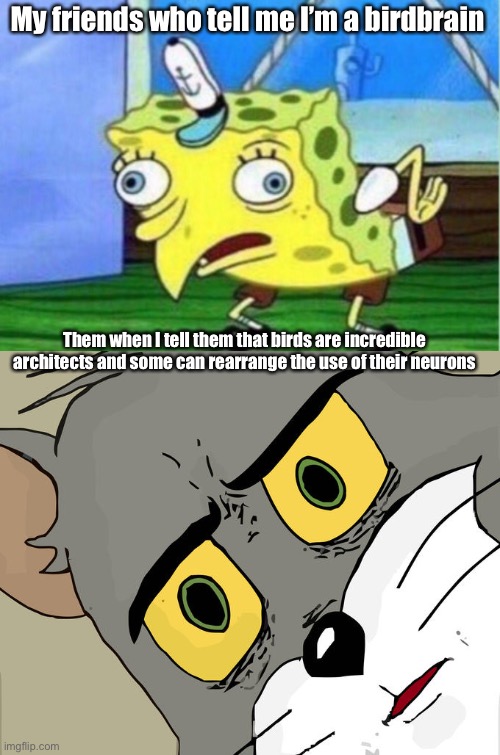 My friends who tell me I’m a birdbrain; Them when I tell them that birds are incredible architects and some can rearrange the use of their neurons | image tagged in memes,mocking spongebob,unsettled tom | made w/ Imgflip meme maker