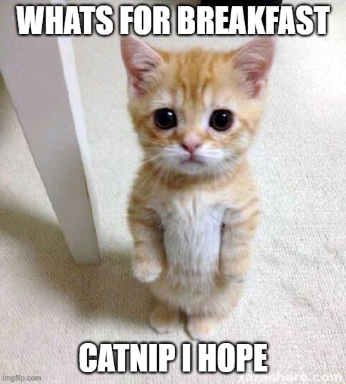 Why I like cats | WHATS FOR BREAKFAST; CATNIP I HOPE | image tagged in memes,cute cat | made w/ Imgflip meme maker