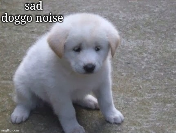 Sad, sad doggo :'( | sad doggo noise | image tagged in sad sad doggo ' | made w/ Imgflip meme maker