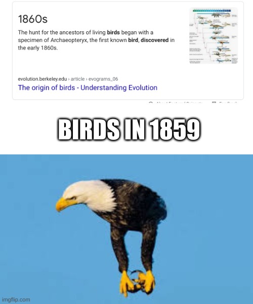 *insert dank home depot music here* | BIRDS IN 1859 | image tagged in memes,funny,funny memes | made w/ Imgflip meme maker