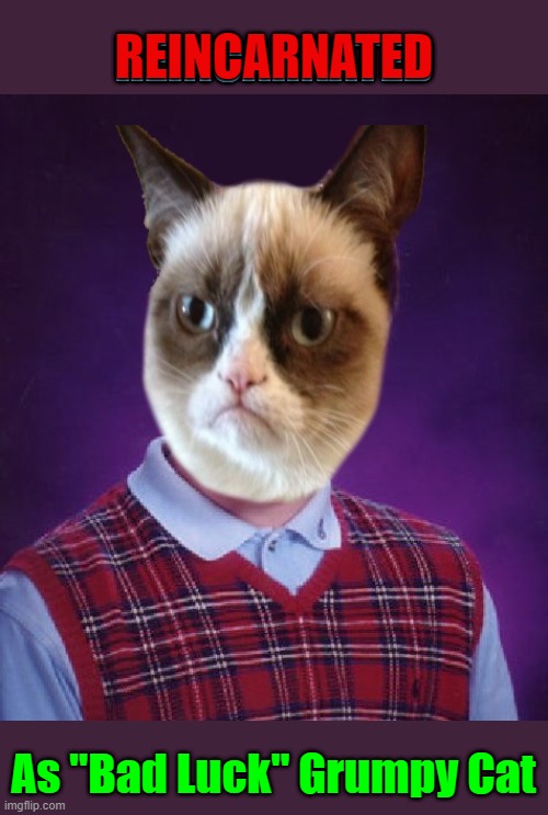 Just When You Thought Things Couldn't Get Any Worse | REINCARNATED; REINCARNATED; As "Bad Luck" Grumpy Cat | image tagged in bad luck grumpy cat,grumpy cat,bad luck,templates combined,reincarnation,this is what you call bad luck | made w/ Imgflip meme maker
