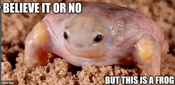 Turtle frog | BELIEVE IT OR NO; BUT THIS IS A FROG | image tagged in turtle frog | made w/ Imgflip meme maker
