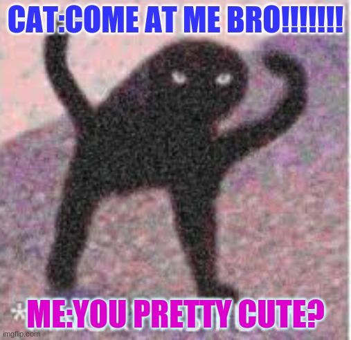 *ANGRY AS FUK* | CAT:COME AT ME BRO!!!!!!! ME:YOU PRETTY CUTE? | image tagged in angry as fuk | made w/ Imgflip meme maker