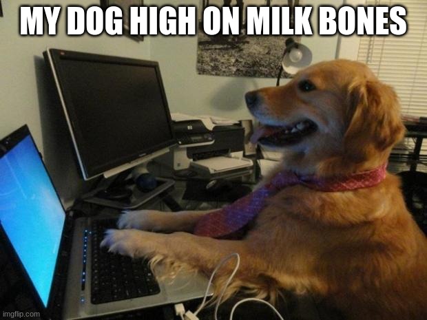 Dog behind a computer | MY DOG HIGH ON MILK BONES | image tagged in dog behind a computer | made w/ Imgflip meme maker