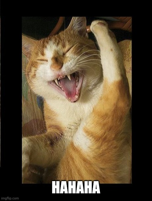Laughing Cat | HAHAHA | image tagged in laughing cat | made w/ Imgflip meme maker