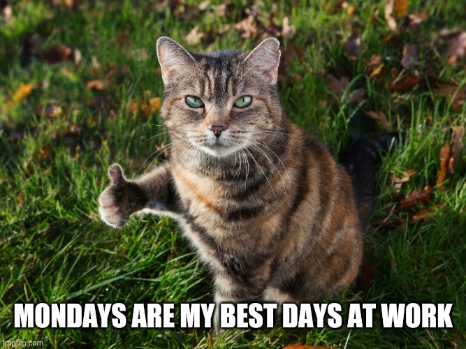 THUMBS UP CAT | MONDAYS ARE MY BEST DAYS AT WORK | image tagged in thumbs up cat | made w/ Imgflip meme maker