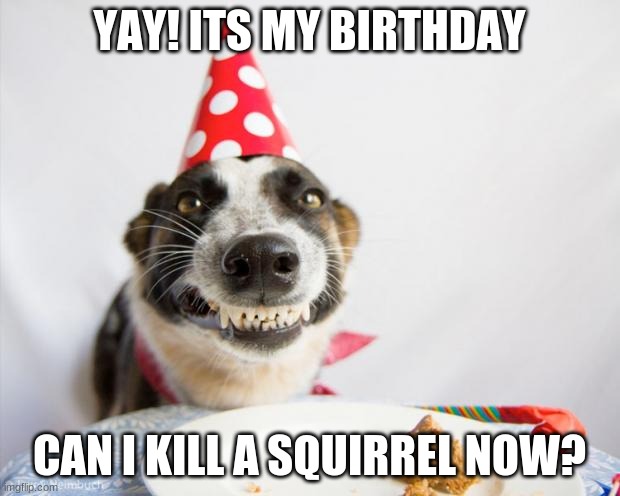 birthday dog |  YAY! ITS MY BIRTHDAY; CAN I KILL A SQUIRREL NOW? | image tagged in birthday dog | made w/ Imgflip meme maker