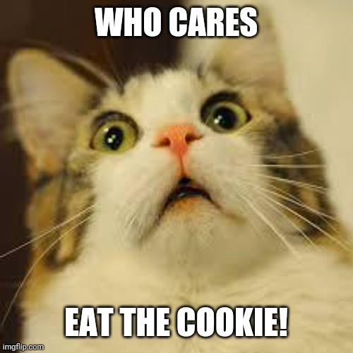 scared cat | WHO CARES EAT THE COOKIE! | image tagged in scared cat | made w/ Imgflip meme maker