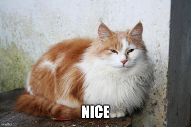 Satisfied Cat | NICE | image tagged in satisfied cat | made w/ Imgflip meme maker