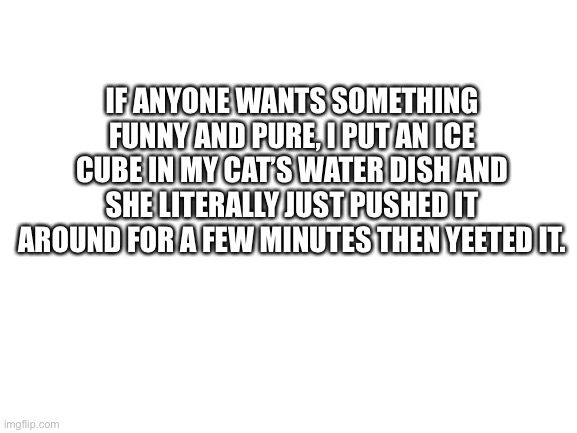 EEEEE | IF ANYONE WANTS SOMETHING FUNNY AND PURE, I PUT AN ICE CUBE IN MY CAT’S WATER DISH AND SHE LITERALLY JUST PUSHED IT AROUND FOR A FEW MINUTES THEN YEETED IT. | image tagged in blank white template | made w/ Imgflip meme maker