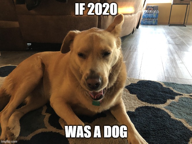 Funneh DOGy | IF 2020; WAS A DOG | image tagged in funneh dogy | made w/ Imgflip meme maker