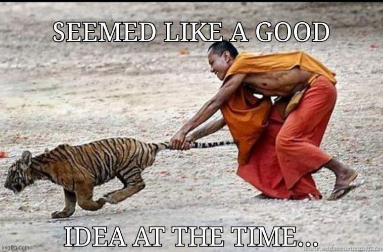 Bright idea | image tagged in tiger,buddhist monk,stupidity,cat,fun | made w/ Imgflip meme maker