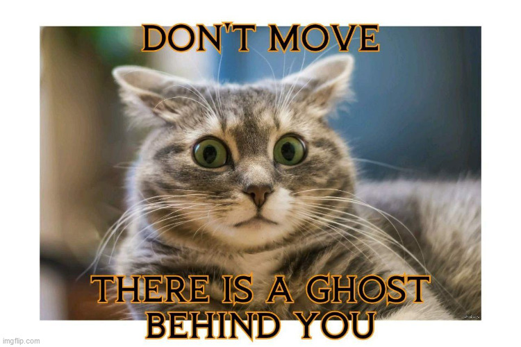 image tagged in cat,scared cat,holloween,ghost,funny | made w/ Imgflip meme maker