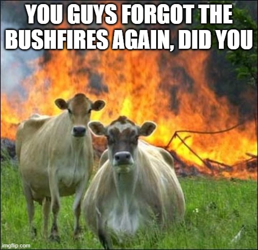 Evil Cows Meme | YOU GUYS FORGOT THE BUSHFIRES AGAIN, DID YOU | image tagged in memes,evil cows | made w/ Imgflip meme maker