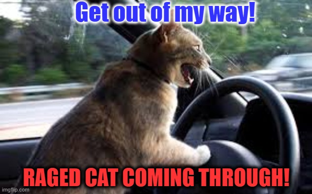 Cat rage | Get out of my way! RAGED CAT COMING THROUGH! | image tagged in cats,driving | made w/ Imgflip meme maker