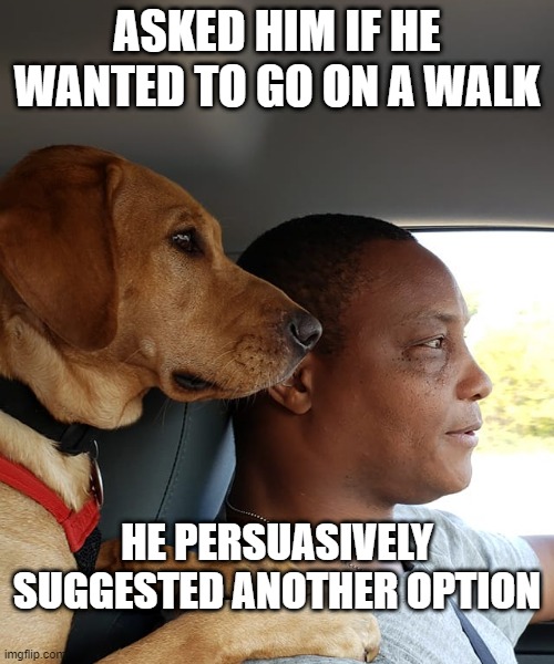 not walking | ASKED HIM IF HE WANTED TO GO ON A WALK; HE PERSUASIVELY SUGGESTED ANOTHER OPTION | image tagged in man driving car | made w/ Imgflip meme maker