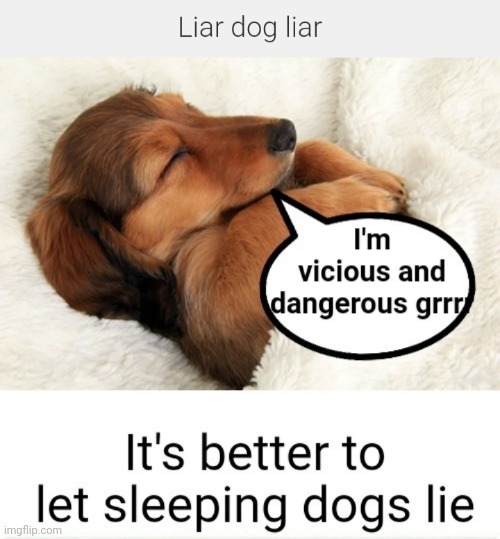 Liar Dog | image tagged in liar,sleeping,dog,doge | made w/ Imgflip meme maker