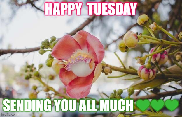 Heavenly Rights | HAPPY  TUESDAY; SENDING YOU ALL MUCH 💚💚💚 | image tagged in happy day | made w/ Imgflip meme maker