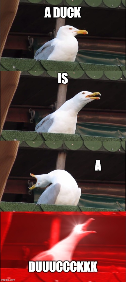 "I dont know why people get me" |  A DUCK; IS; A; DUUUCCCKKK | image tagged in memes,inhaling seagull,duckgoquak | made w/ Imgflip meme maker