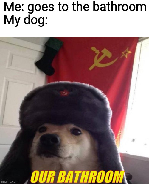 Russian Doge | Me: goes to the bathroom
My dog:; OUR BATHROOM | image tagged in russian doge | made w/ Imgflip meme maker