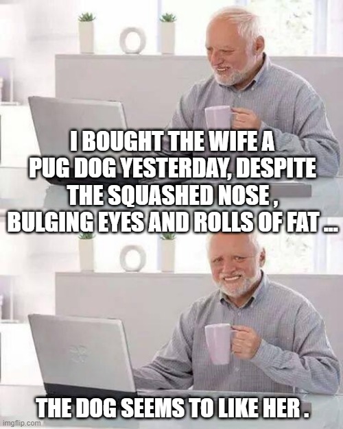 Hide the Pain Harold Meme | I BOUGHT THE WIFE A PUG DOG YESTERDAY, DESPITE THE SQUASHED NOSE , BULGING EYES AND ROLLS OF FAT ... THE DOG SEEMS TO LIKE HER . | image tagged in memes,hide the pain harold | made w/ Imgflip meme maker