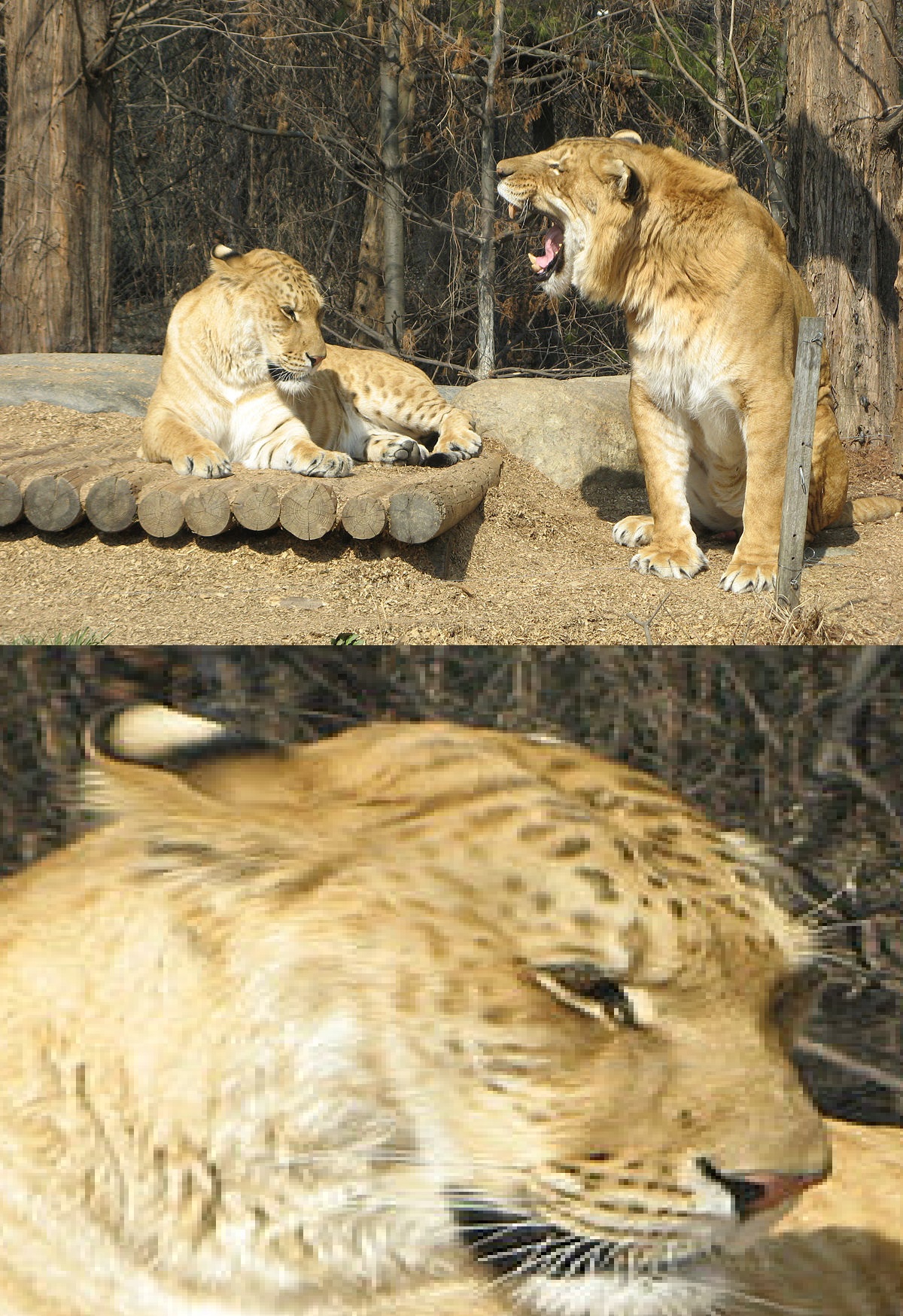 Carl the Liger Blank Meme Template