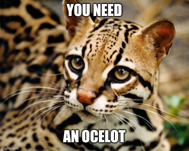 Obvious Ocelot | YOU NEED AN OCELOT | image tagged in obvious ocelot | made w/ Imgflip meme maker
