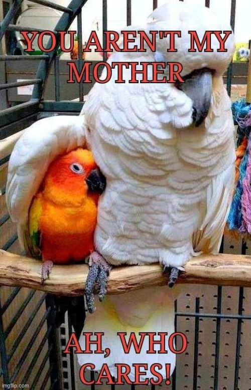 are you my mother? | image tagged in birds,sun conure,cockatoo,funny,relax | made w/ Imgflip meme maker