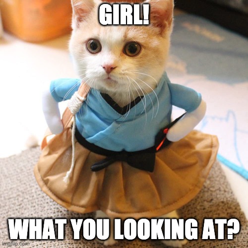 Girl! What you looking at? | GIRL! WHAT YOU LOOKING AT? | image tagged in cat,clothes,sassy | made w/ Imgflip meme maker