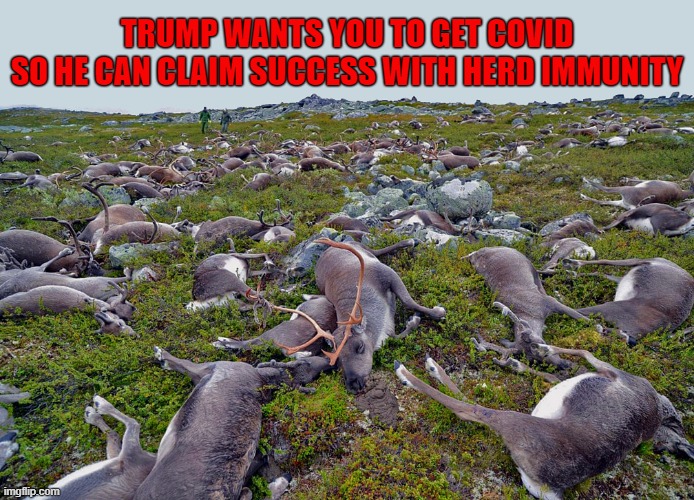 Herd Immunity - The death toll would be enormous | TRUMP WANTS YOU TO GET COVID
SO HE CAN CLAIM SUCCESS WITH HERD IMMUNITY | image tagged in dump trump,trump unfit unqualified dangerous,coronavirus,covid19,herd immunity,death | made w/ Imgflip meme maker