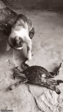 The cat vs. the crab - Imgflip