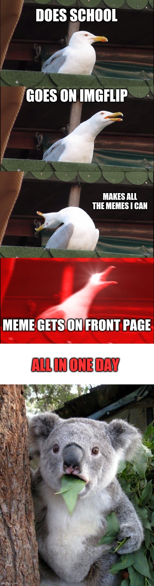 DOES SCHOOL; GOES ON IMGFLIP; MAKES ALL THE MEMES I CAN; MEME GETS ON FRONT PAGE; ALL IN ONE DAY | image tagged in blank white template,suprised koala,memes,inhaling seagull | made w/ Imgflip meme maker