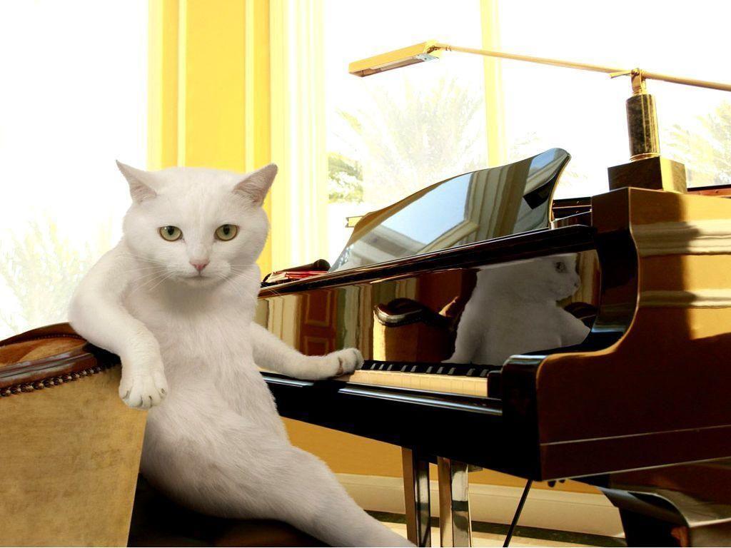 High Quality Cat Musician Blank Meme Template