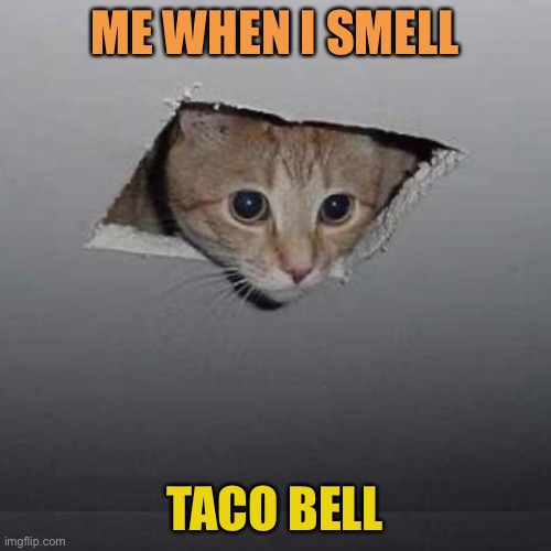 Ceiling Cat Meme | ME WHEN I SMELL; TACO BELL | image tagged in memes,ceiling cat | made w/ Imgflip meme maker
