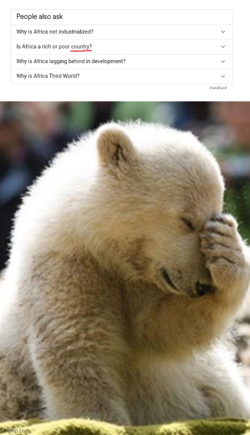 do you are have stupid | image tagged in memes,facepalm bear,do you are have stupid | made w/ Imgflip meme maker