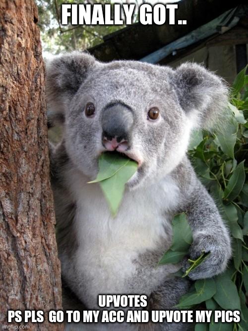 Surprised Koala Meme | FINALLY GOT.. UPVOTES 
PS PLS  GO TO MY ACC AND UPVOTE MY PICS | image tagged in memes,surprised koala | made w/ Imgflip meme maker