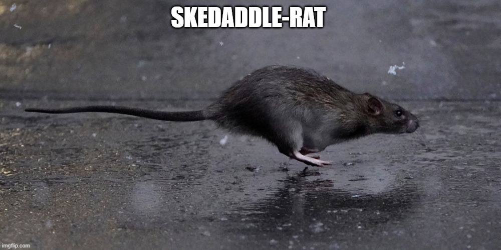 Skedaddle-rat | SKEDADDLE-RAT | image tagged in escape | made w/ Imgflip meme maker